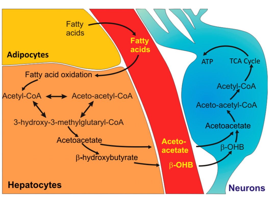 Figure 2 : Métabolisation des acides gras pour la production d'énergie (Source : 82).