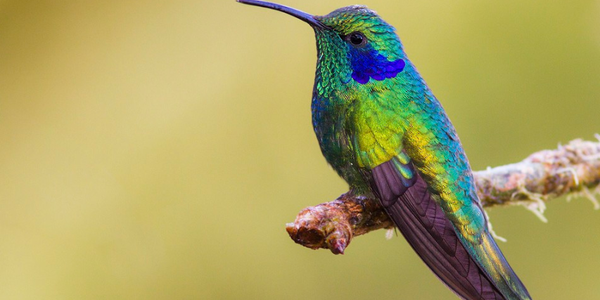 Comment devenir un colibri de la nutrition ou concilier nutrition et environnement ?