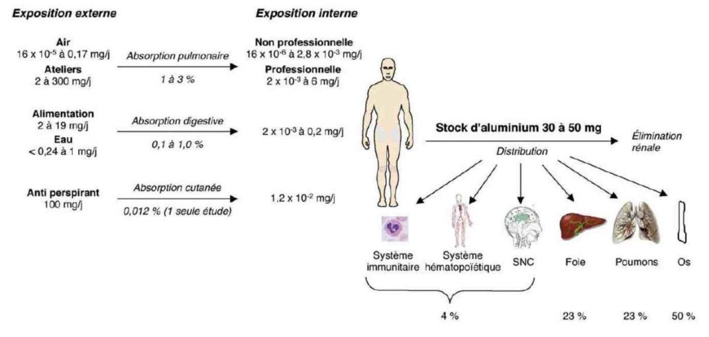 Absorption quotidienne et distribution de l’Al dans l’organisme humain d’après le conseil supérieur de la santé belge