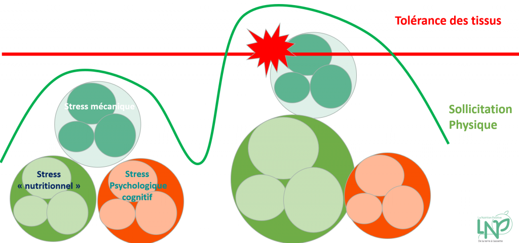 stress nutritionnel schéma tolérance tissu 