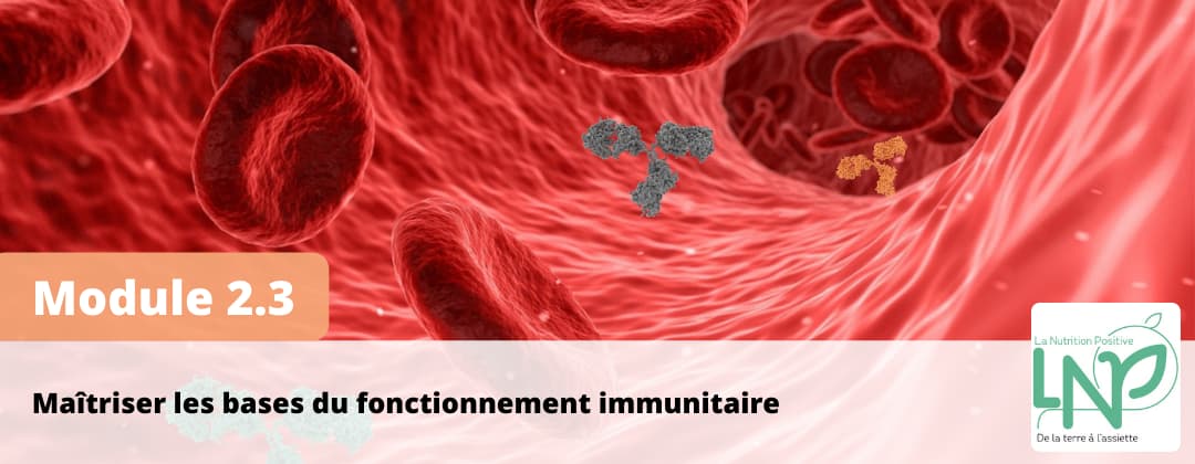 Les bases du fonctionnement immunitaire